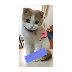 猫猫猫猫猫猫スタンプ