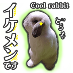Good-looking rabbit: Commonly used words