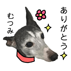 Mutsumi dog