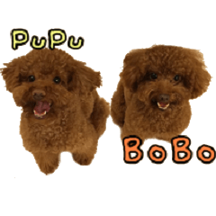 Pupu&Bobo (Toy Poodle)