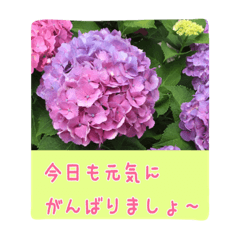 大人の女性が使う 花スタンプ Line スタンプ Line Store