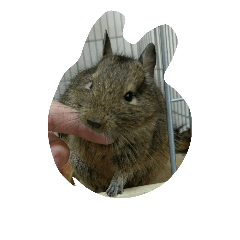 Degu-