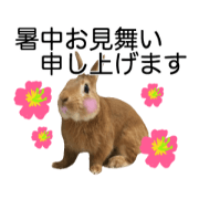 PEACH THE RABBIT Photo 4 Summer
