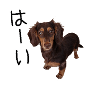 Children and dogs1