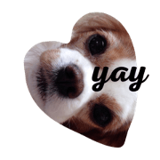 Pansy the Cavalier