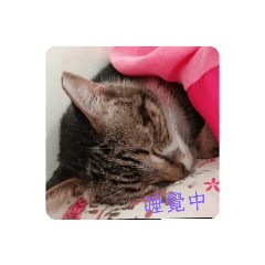 貓咪之貼圖