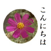 Flower photo stamps 2