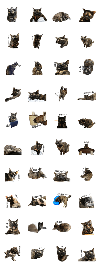 My Tortoiseshell cat Mario's Sticker