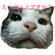WAN NYAN HONPO