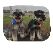 Cute doggies