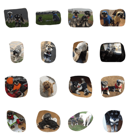 Cute doggies