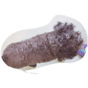 kuutyann