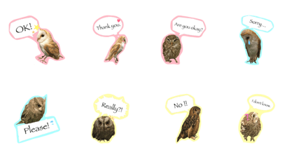 Owl's Family