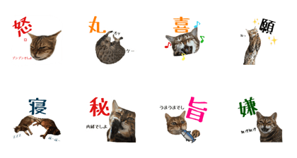 Cat fun fun stamp