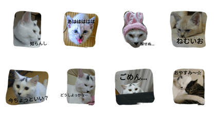 Lucky and friends