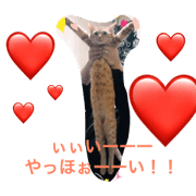 Holiday of cats