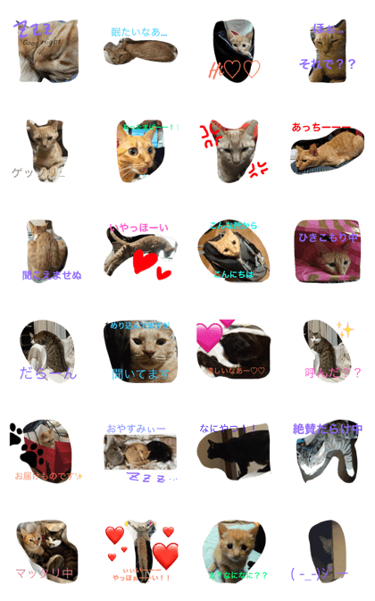 Holiday of cats