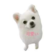 Yellow shippo dog bang