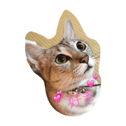 egyptian mau life of ru-na