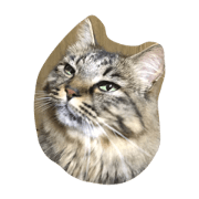 M's Cat