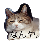 Cat Matsuzaki.