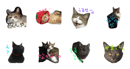 Cat Matsuzaki.