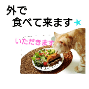 anzu cat 6