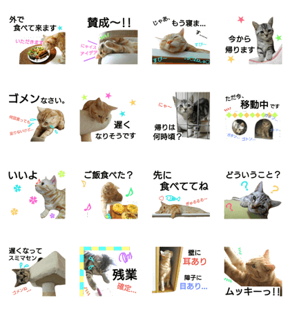 anzu cat 6