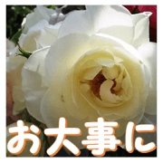 Greetings message of the rose_Iceberg_J