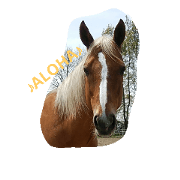 happy horse