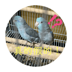 Four little cuteʕ•ᴥ•ʔ