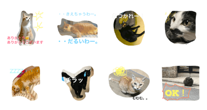 Cinnamon House CATs