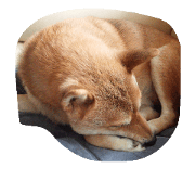 shibainu punch