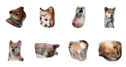 shibainu punch