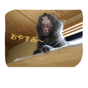 prim cat 2