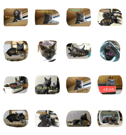prim cat 2