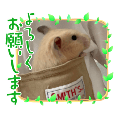 ringo_20210421234226