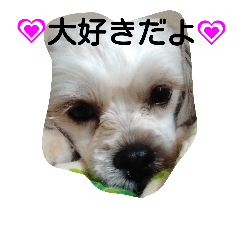 macaron dogs cute LOVE
