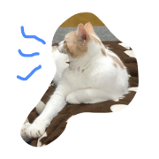 Best cool cat3