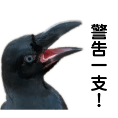 金寶不三不四！警告一支！