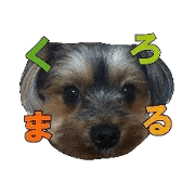 KURO, the black cute eyes dog