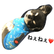 chiwawa's daily life