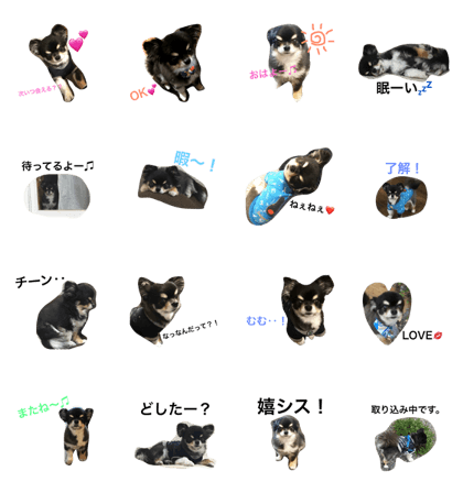 chiwawa's daily life