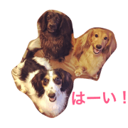 cocochailate