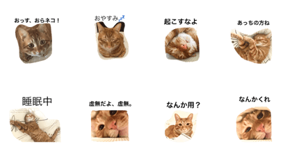 DA-neko