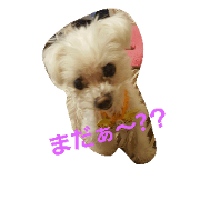 maltesehappy