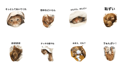 Da-Neko 2