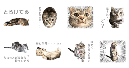 Vivi cat Sticker