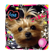 dog familiy2