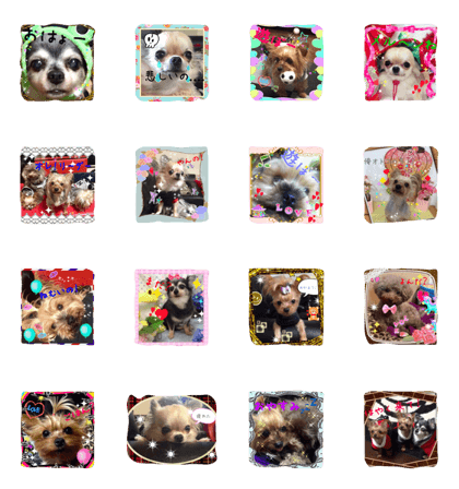 dog familiy2
